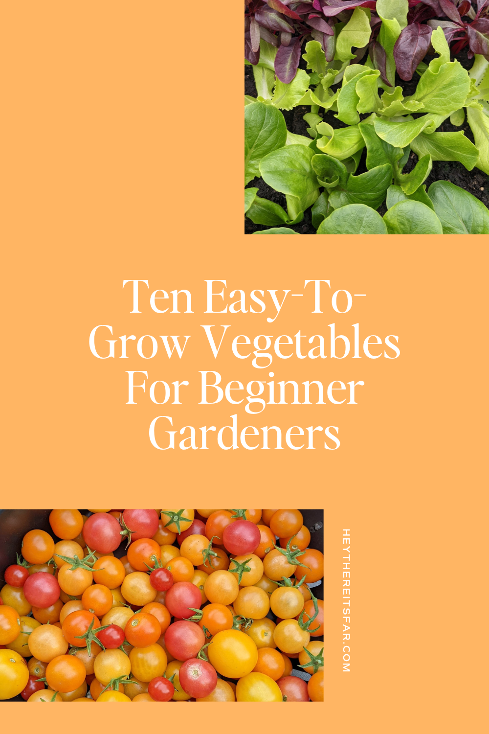 A graphic highlighting ten east to grow vegetables for beginner gardeners.