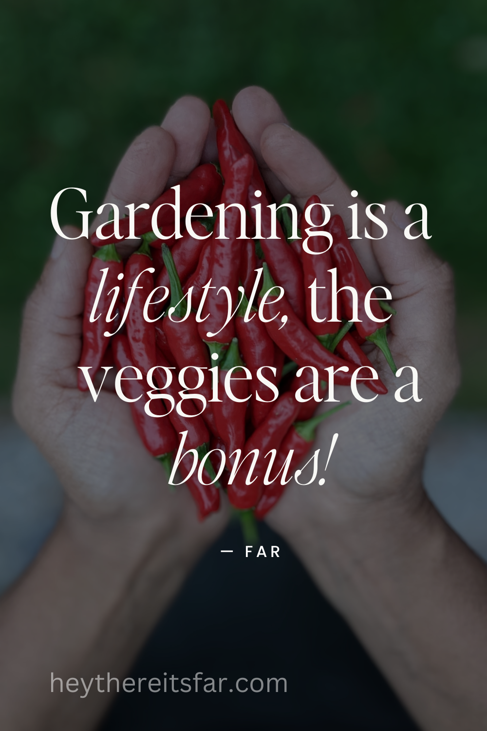 Red Chili Peppers in hands. Gardening is a lifestyle, the veggies are a bonus quote by Far.