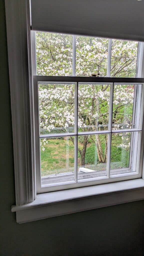 Looking out a window with a view of a dogwood tree in bloom in the yard. 
